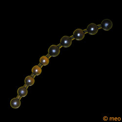 Anal Beads